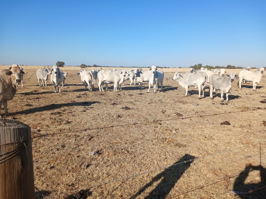  Bedroom Property for Sale in Vryburg Rural North West